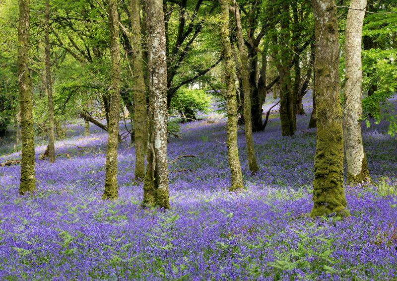 72-Carstramon woods bluebells by cc Gerry Zambonini 14034712997_cd92bce542_o