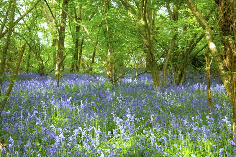 Bluebells-Ashow-Warwickshire-mywildsummer